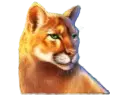 Wild cat symbol